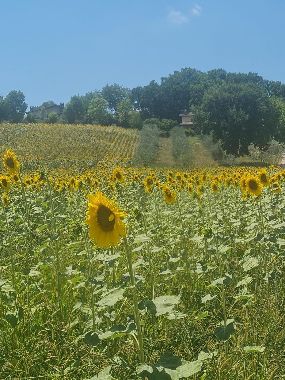Agriturismo Tognoloni Γκούμπιο Εξωτερικό φωτογραφία